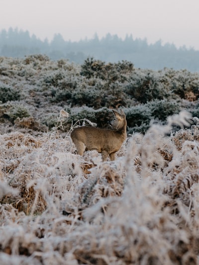 白天在白雪覆盖的田野上的棕鹿